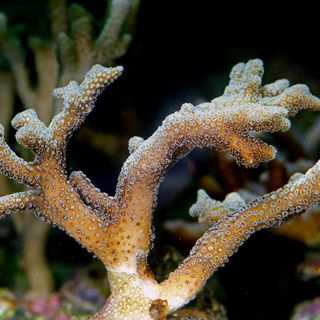 Corals bleached from heat become less resilient to ocean acidification