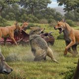 Dire wolves were real—and even stranger than we thought