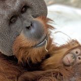 'Mr. Mom': Male Orangutan Steps Up To Care For 2-Year-Old Daughter After Death Of Matriarch