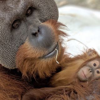 'Mr. Mom': Male Orangutan Steps Up To Care For 2-Year-Old Daughter After Death Of Matriarch