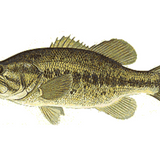 Alabama Dept. of Public Health: Don't eat Largemouth Bass from state's waterways