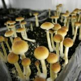 A man injected himself with 'magic' mushrooms and the fungi grew in his blood, which put him into organ failure