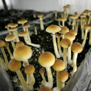 A man injected himself with 'magic' mushrooms and the fungi grew in his blood, which put him into organ failure