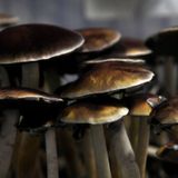 Magic mushrooms grew in man’s blood after he injected them as a tea: report - National | Globalnews.ca