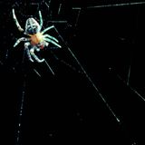 Spider Legs Build Webs without the Brain&rsquo;s Help