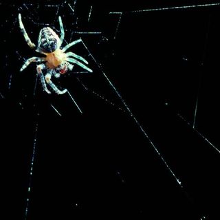 Spider Legs Build Webs without the Brain&rsquo;s Help