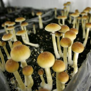 Somerville Is First Mass. Community To Move To Decriminalize Psychedelics