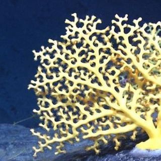 Deep-Sea Coral Reefs Found Surviving in Ireland at The Edge of a Submarine Canyon