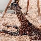 Baby giraffe dies at Nashville Zoo after being stepped on by mother | CNN