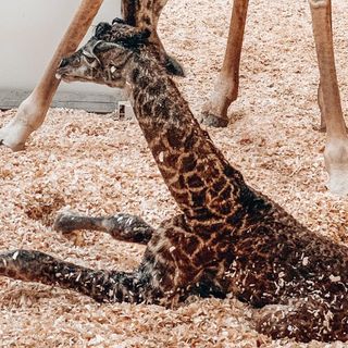 Baby giraffe dies at Nashville Zoo after being stepped on by mother | CNN