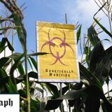 Millennials 'have no qualms about GM crops' unlike older generation