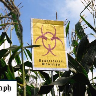 Millennials 'have no qualms about GM crops' unlike older generation