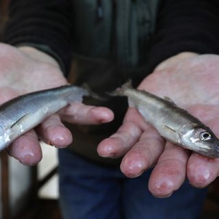 DNR Urges Anglers To Limit Meals Of Smelt Caught In Lake Superior Due To PFAS Contamination