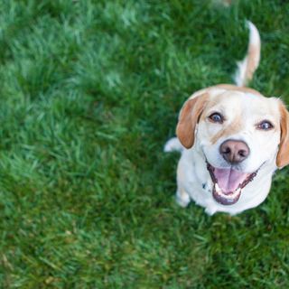 Dogs might be able to sniff out the coronavirus