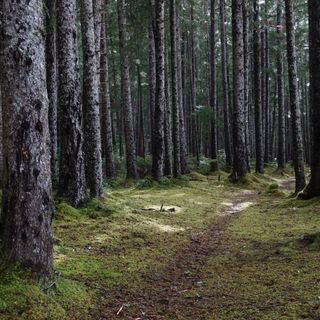 Democrats renew push to restore Roadless Rule in Tongass National Forest - Alaska Public Media