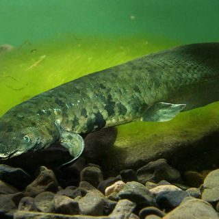 Australian lungfish has largest genome of any animal sequenced so far