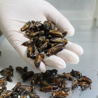 Insects: The future of food?