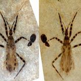 50-million-year-old assassin bug fossil features near-perfectly preserved genitalia