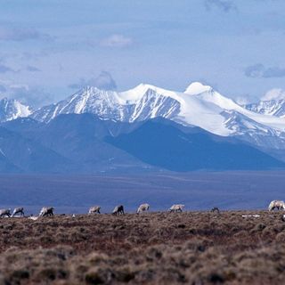 Just before leaving office, Trump administration finalizes Arctic refuge oil leases - Alaska Public Media