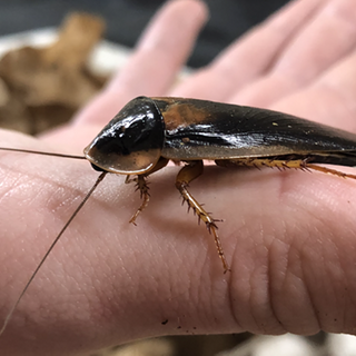 San Antonio Zoo brings back petty AF fundraiser where you can name a cockroach after your ex | ArtSlut