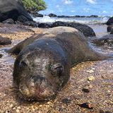 Monk Seal Killings On Kauai Highlight Human Threat To Endangered Species