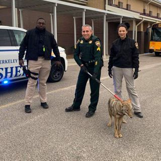 Deputies: Coyote pulled from SC elementary school restroom