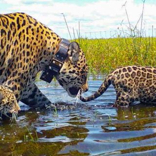 Big cat comeback: Jaguars prowl Argentina’s Iberá Wetlands after 70 years