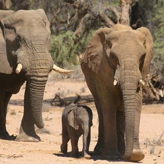 Ivory by any other name: Illegal trade thrives on eBay, study finds