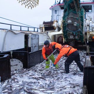 'Everybody's worst nightmare': Bering Sea fishermen on edge after COVID-19 closes second plant - Alaska Public Media