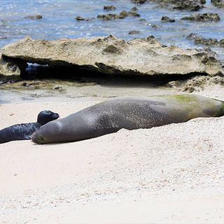 Visitor pays fine and apologizes for slapping Hawaiian monk seal on Oahu