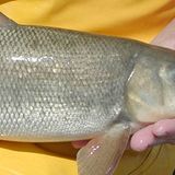 A once-endangered fish is bouncing back in Utah Lake - East Idaho News