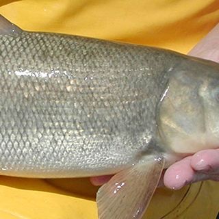 A once-endangered fish is bouncing back in Utah Lake - East Idaho News