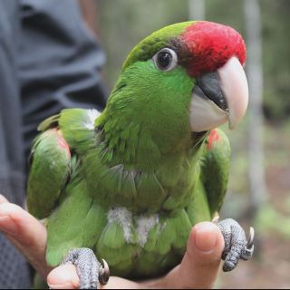 Game and Fish working to reintroduce parrots once native to Arizona