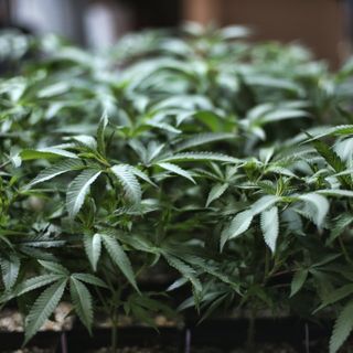 Arizona, 15th state with legal pot, sees recreational sales