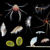 Deep sea expedition uncovers 30 new species, plus longest-known animal