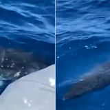 Chilling moment great white shark CIRCLES father and son fishing on inflatable dinghy