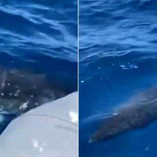 Chilling moment great white shark CIRCLES father and son fishing on inflatable dinghy