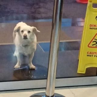 Loyal dog waits for six days outside hospital for her sick owner | CNN