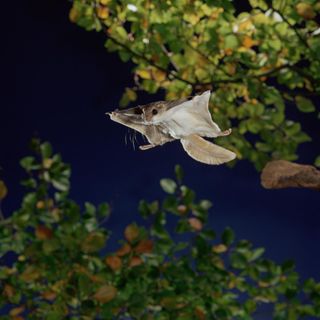 Florida’s flying squirrels—smuggled abroad in the thousands