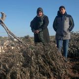 Israeli Authorities Uproot Thousands of Olive Trees Despite Palestinians' Appeal - Israel News