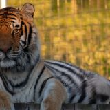 Minnesota tiger tests positive for COVID-19