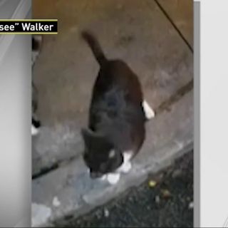 Neighborhood Cat Mauled to Death After Owners Sic Dogs on NYC Strays, Rescuer Says