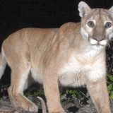 Southern California mountain lions get temporary endangered species status