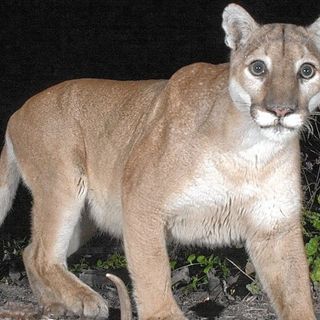 Southern California mountain lions get temporary endangered species status