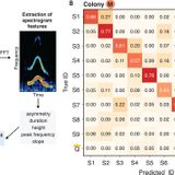 Cultural transmission of vocal dialect in the naked mole-rat