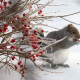 Squirrel left thousands without power in southern Maine