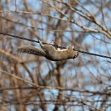 Squirrel singlehandedly knocks out power for thousands in South Portland, Peaks Island