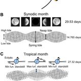 Women temporarily synchronize their menstrual cycles with the luminance and gravimetric cycles of the Moon