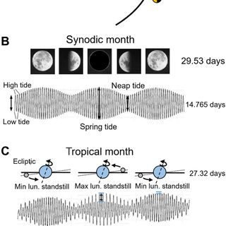 Women temporarily synchronize their menstrual cycles with the luminance and gravimetric cycles of the Moon