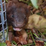 Wisconsin’s No. 1 mink farming industry now seen as a COVID-19 risk